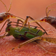 Image for article titled Parasites, deadly bugs and fungi are more beautiful than you could possibly imagine